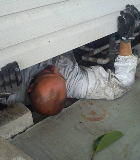 Rat Control in Clearwater, FL